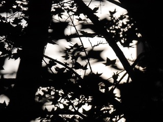 P1150711