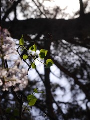 P1030081