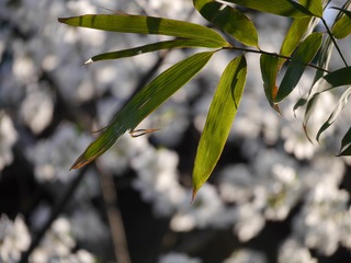 P1250521