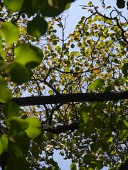 P1180701