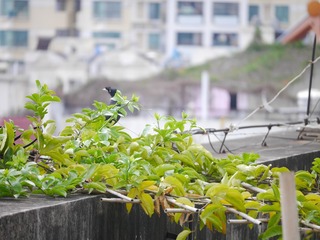 P1240482