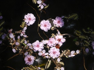 P1250426