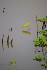 P1350057_