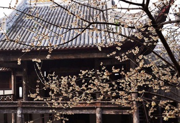 古宅新花x.jpg