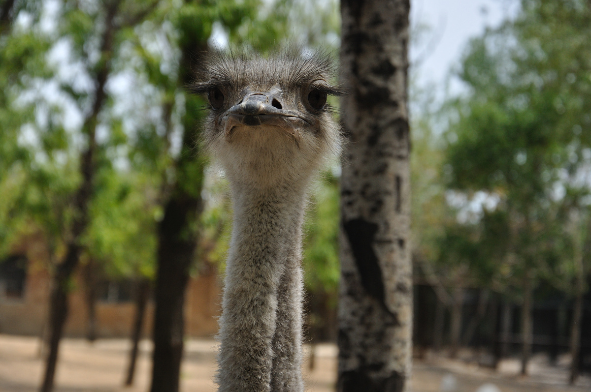 大连森林动物园的鸵鸟.钱枫模仿的还挺像的.