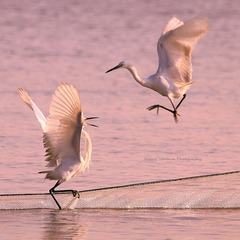 IMG_9337__