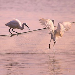 IMG_9440__