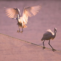IMG_9311__