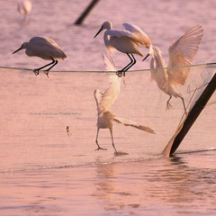 IMG_9124__