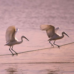 IMG_9430__