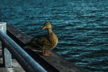 _MG_2652OO