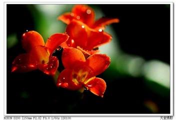 DSC_0081.jpg
