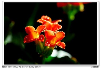 DSC_0078.jpg