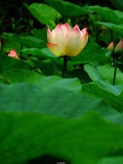 48_262564_cd5a3c88ef6f03e
