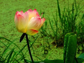 DSCF0537
