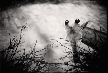 Untitled-10.jpg