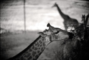 Untitled-111.jpg