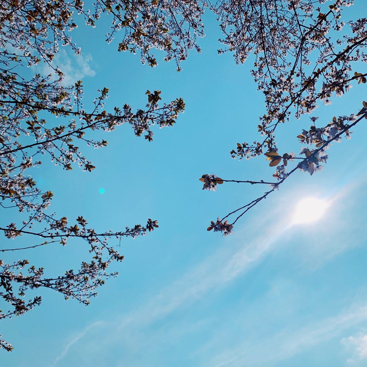 蓝天阳光春天的花朵都是治愈系的信使午后手机拍摄