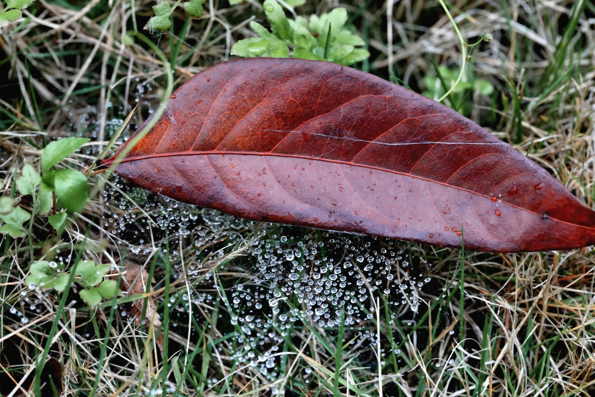 雨中落叶