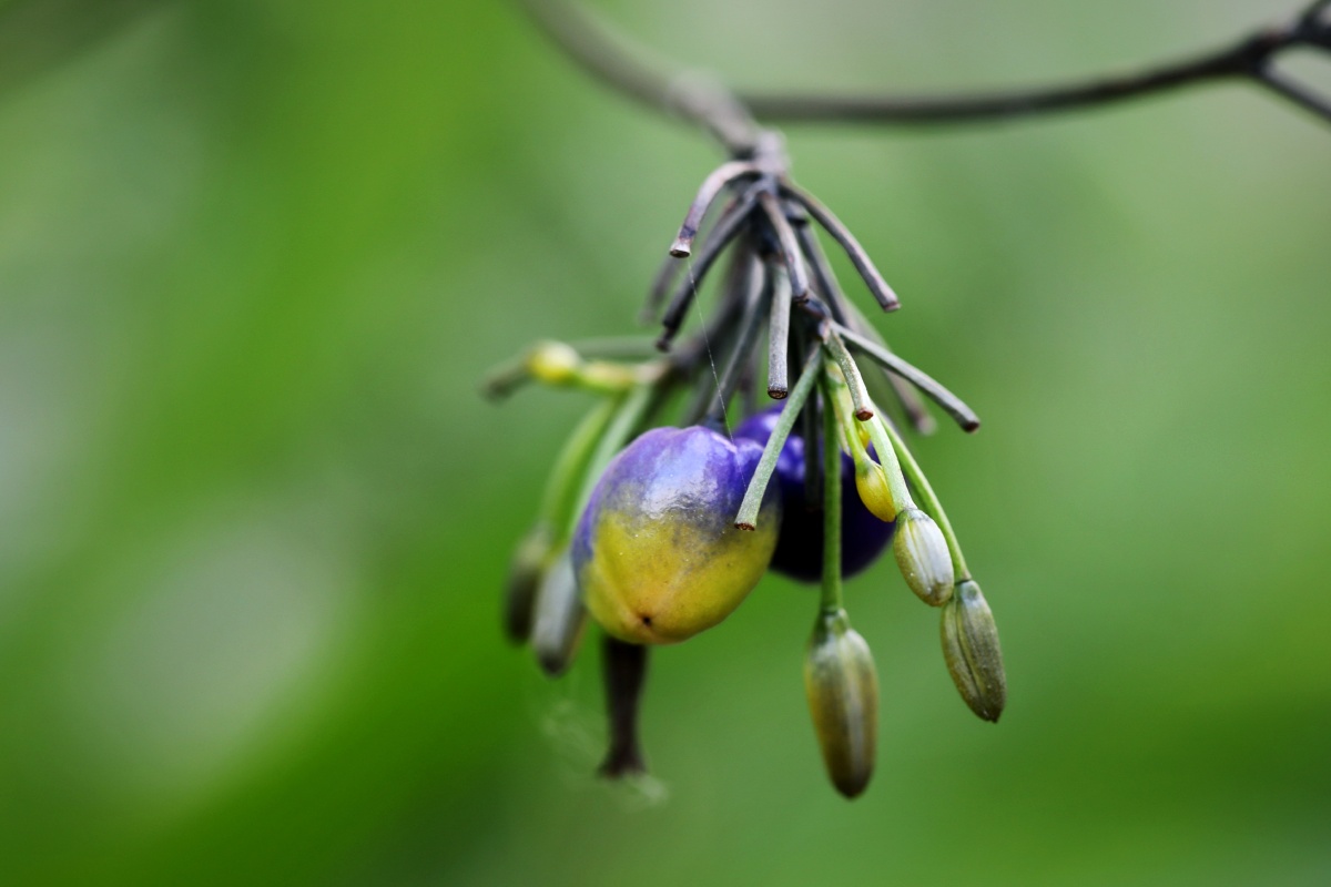 金线桔梗兰 - 风过痕迹 - 图虫