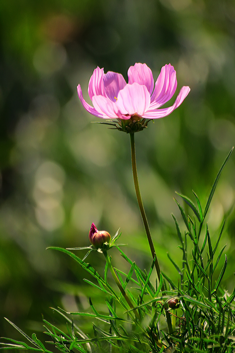又拍了一朵波斯菊