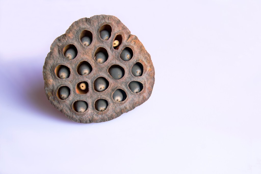 很多天见不到太阳，每天都是严重的雾霾天气。闲来无事看到一颗早先摘下的莲蓬，对、趁着天然的柔光把它拍下来。