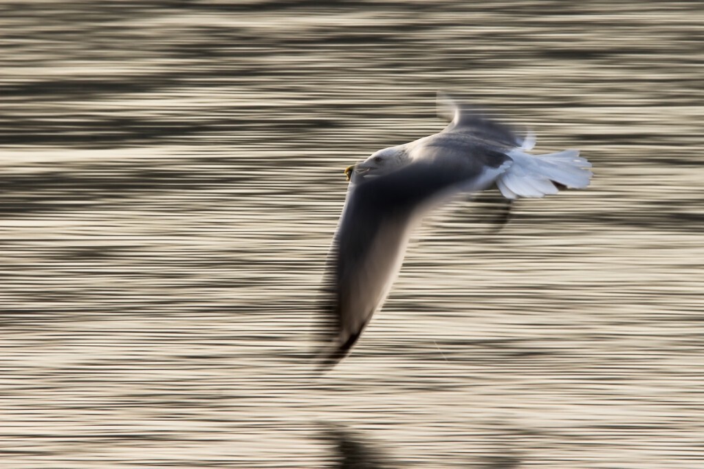 拍摄地点、天津海河。手持、焦距600mm,1/50秒快门追拍。