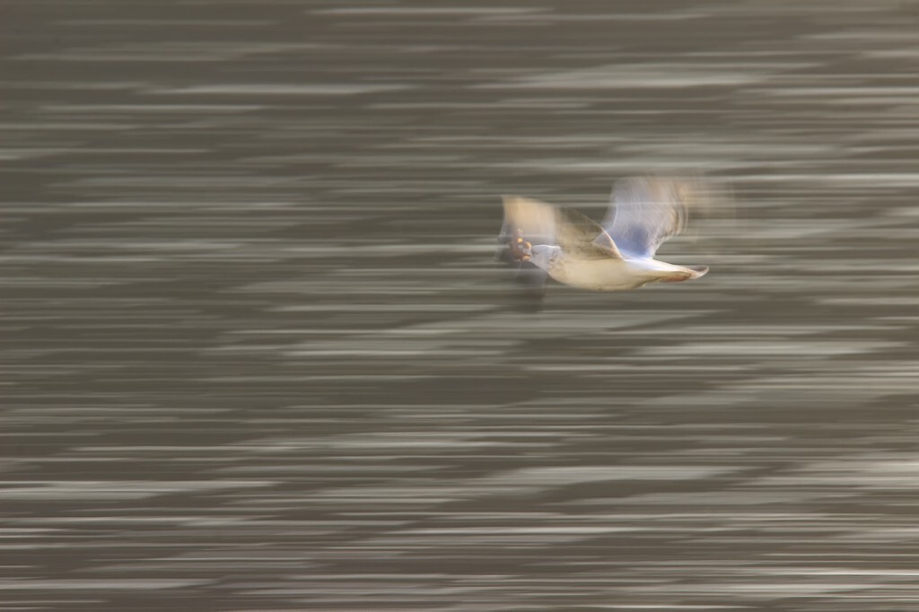 手持适马150-600镜头追拍。原画幅，后期主要调整了曝光度，对比度，饱和度，传感器尘点，锐化和降噪。