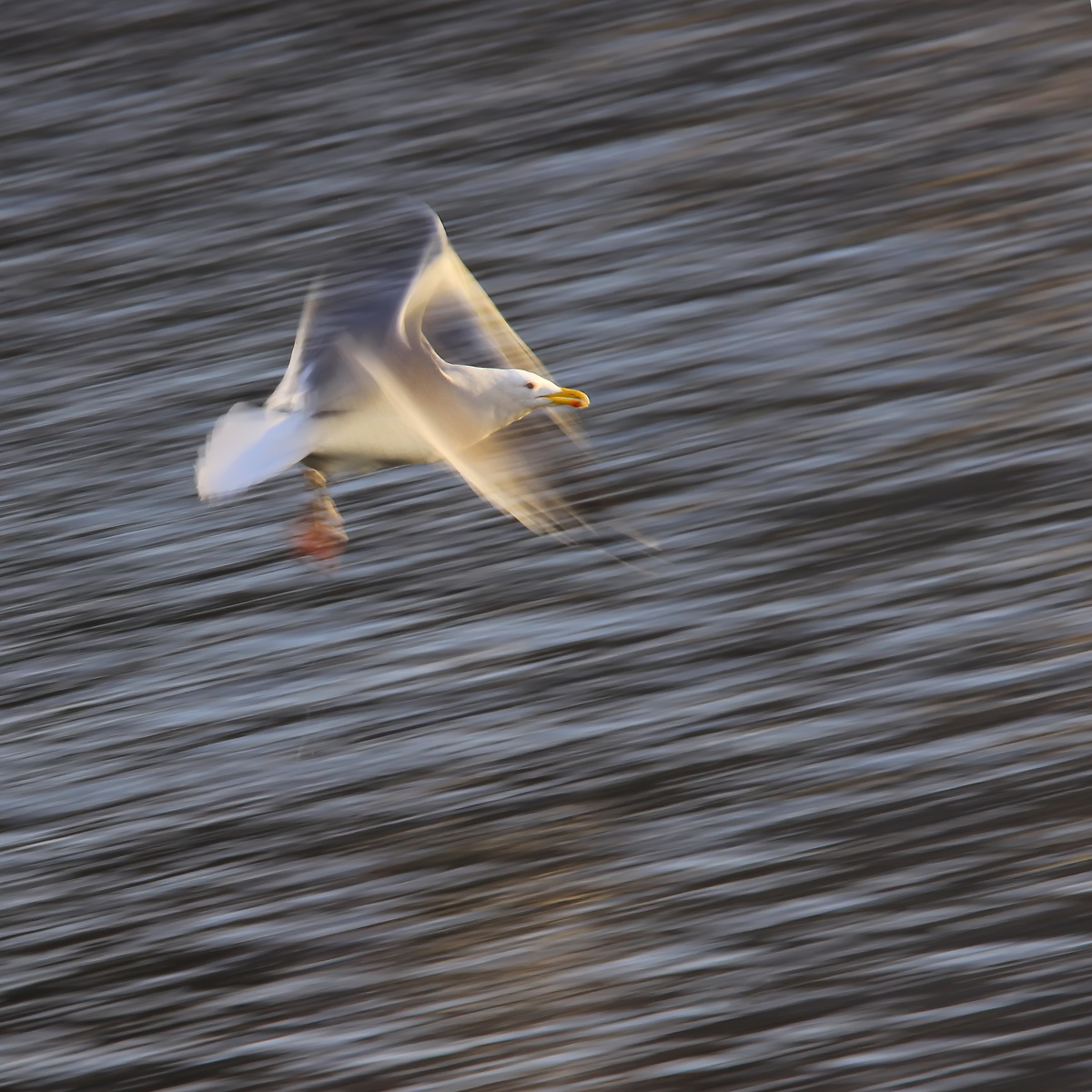 翅膀扇动的真快