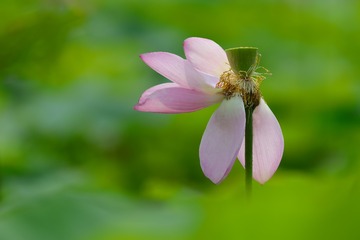 一朵残荷