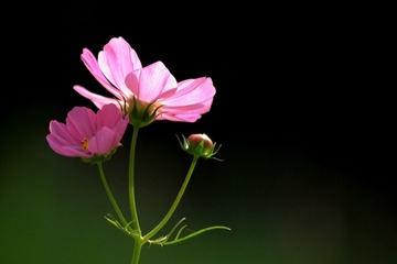 又一朵波斯菊