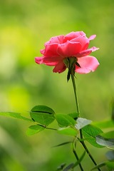 一朵月季花