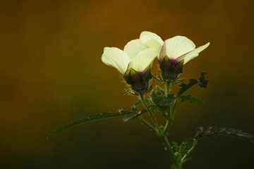 光效小花