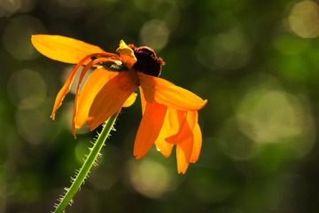 一朵黑心菊