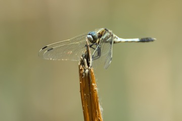 “IMG_0035A