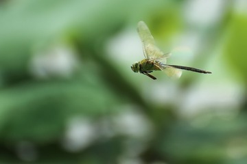 抓拍蜻蜓