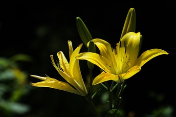 黄百合