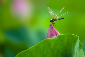 一只蜻蜓