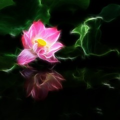 荷花
