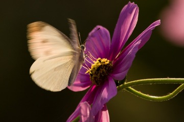 The butterfly