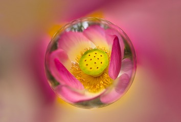 一朵荷花