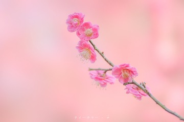 _DSC0064