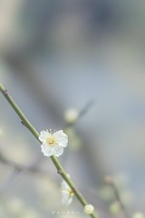 _DSC0040