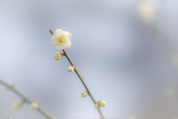 _DSC0042