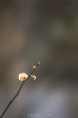 _DSC0049