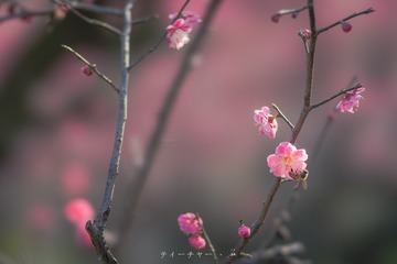 _DSC0060