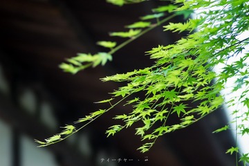 _DSC0103