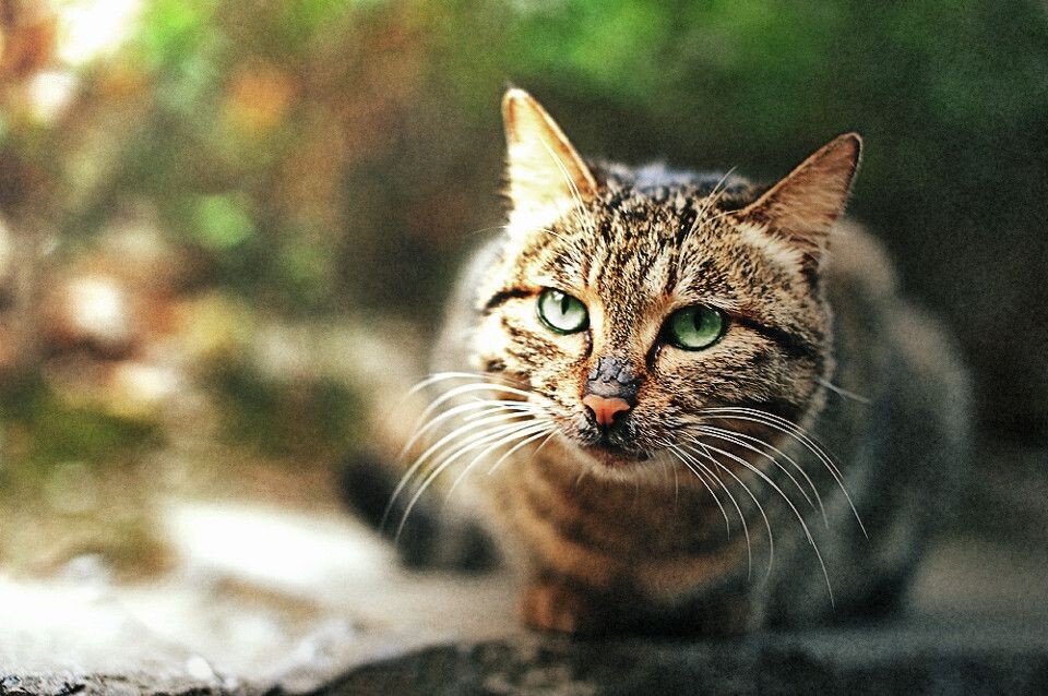 猫咪2<br />
