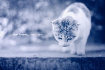 猫咪