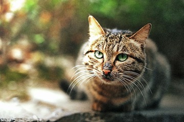 猫咪2